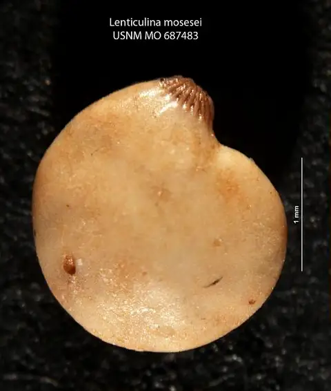 Dokumentasi USNM MO687483 dengan identifikasi pada sumber Lenticulina mosesei. Isi dan label gambar dipertahankan.
