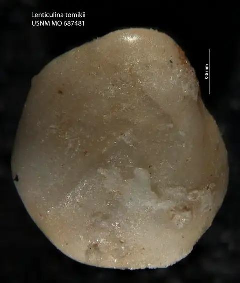 Dokumentasi USNM MO687481 dengan identifikasi pada sumber Lenticulina tomikii. Isi dan label gambar dipertahankan.