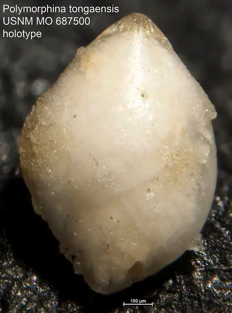 Dokumentasi USNM MO687500 dengan identifikasi pada sumber Polymorphina tongaensis. Isi dan label gambar dipertahankan.