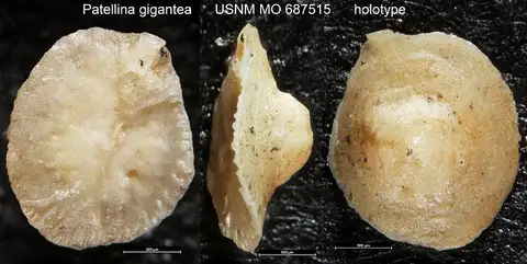 Dokumentasi USNM MO687515 dengan identifikasi pada sumber Patellina gigantea. Isi dan label gambar dipertahankan.