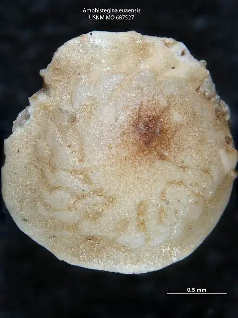 Dokumentasi USNM MO687527 dengan identifikasi pada sumber Amphistegina euaensis. Isi dan label gambar dipertahankan.