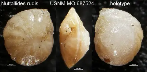 Dokumentasi USNM MO687524 dengan identifikasi pada sumber Nuttallides rudis. Isi dan label gambar dipertahankan.