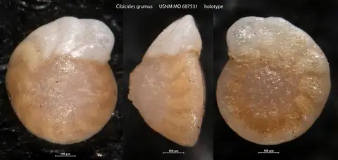 Dokumentasi USNM MO687531 dengan identifikasi pada sumber Cibicides grumus. Isi dan label gambar dipertahankan.