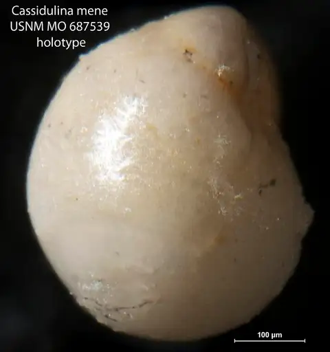Dokumentasi USNM MO687539 dengan identifikasi pada sumber Cassidulina mene. Isi dan label gambar dipertahankan.
