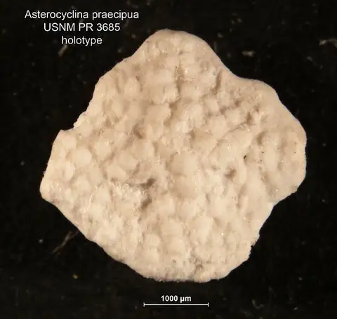 Dokumentasi USNM PR3685 dengan identifikasi pada sumber Asterocyclina praecipua. Isi dan label gambar dipertahankan.