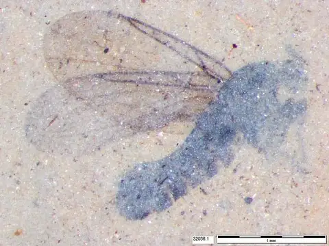 Dokumentasi USNM PAL618088a dengan identifikasi pada sumber Efcookella nigra. Isi dan label gambar dipertahankan.