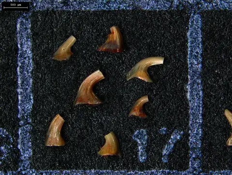 Dokumentasi YPM IP 545012 dengan identifikasi pada sumber Laurentoscandodus triangularis. Isi dan label gambar dipertahankan.