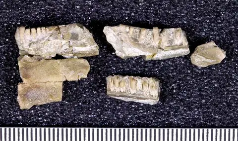 Dokumentasi USNM V16532 dengan identifikasi pada sumber Oreosaurus vagans. Isi dan label gambar dipertahankan.