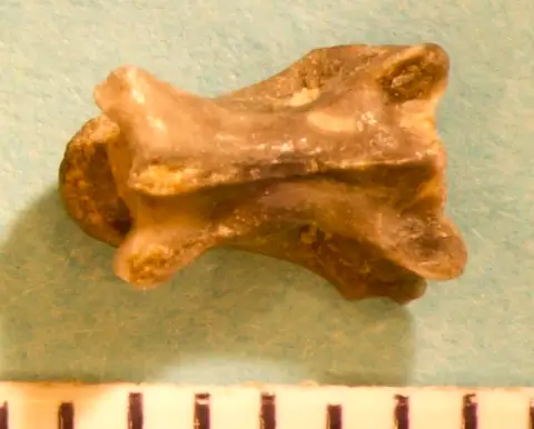 Dokumentasi USNM V16531 dengan identifikasi pada sumber Oreosaurus lentus. Isi dan label gambar dipertahankan.