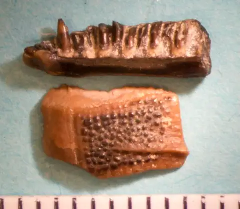 Dokumentasi USNM V16529 dengan identifikasi pada sumber Oreosaurus gracilis. Isi dan label gambar dipertahankan.