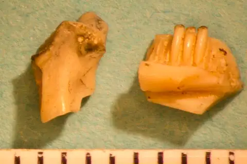 Dokumentasi USNM V16528 dengan identifikasi pada sumber Oreosaurus microdus. Isi dan label gambar dipertahankan.