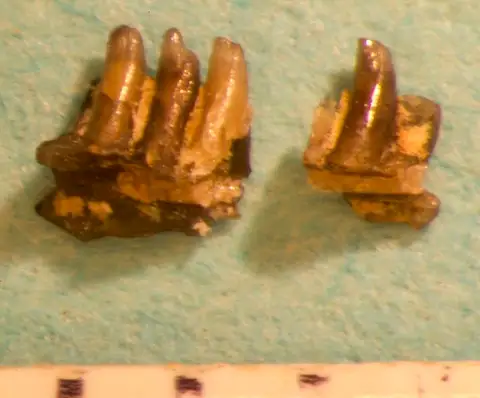 Dokumentasi USNM V16530 dengan identifikasi pada sumber Oreosaurus minutus. Isi dan label gambar dipertahankan.