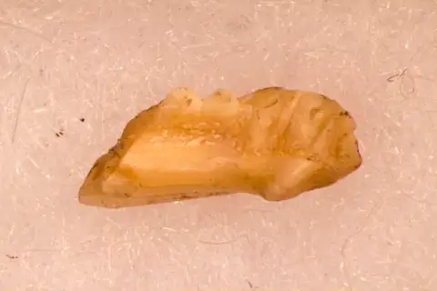 Dokumentasi USNM V16518 dengan identifikasi pada sumber Tinosaurus lepidus. Isi dan label gambar dipertahankan.