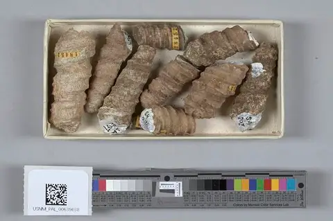 Dokumentasi USNM PAL639038 dengan identifikasi pada sumber Turritella inezana. Isi dan label gambar dipertahankan.