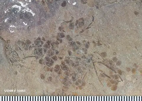 Dokumentasi USNM V16885 dengan identifikasi pada sumber Fundulus eulepis. Isi dan label gambar dipertahankan.