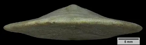 Dokumentasi USNM MO498992 dengan identifikasi pada sumber Protoscutella pentagonium. Isi dan label gambar dipertahankan.
