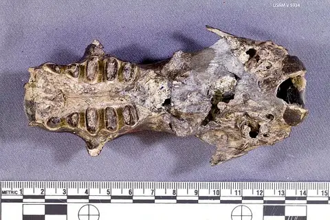 Dokumentasi USNM V5934 dengan identifikasi pada sumber Schismotherium splendens. Isi dan label gambar dipertahankan.