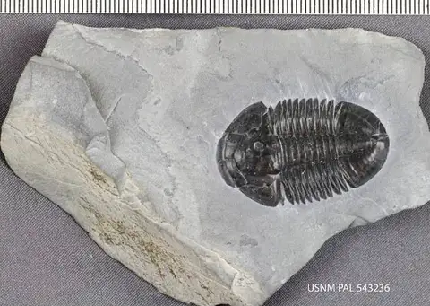 Dokumentasi USNM PAL543236 dengan identifikasi pada sumber Asaphiscus wheeleri. Isi dan label gambar dipertahankan.