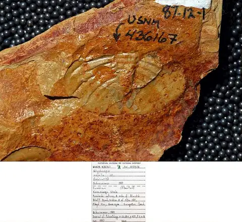 Dokumentasi USNM PAL436167 dengan identifikasi pada sumber Glyphaspis capella. Isi dan label gambar dipertahankan.