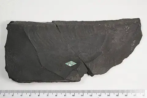 Dokumentasi USNM PAL26785 dengan identifikasi pada sumber Echinognathus clevelandi. Isi dan label gambar dipertahankan.