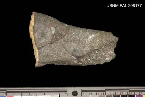 Dokumentasi USNM PAL208177 dengan identifikasi pada sumber Thoracocare idahoensis. Isi dan label gambar dipertahankan.