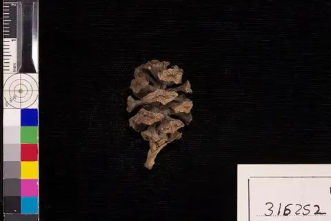 Dokumentasi USNM PAL316252 dengan identifikasi pada sumber Sequoia sempervirens. Isi dan label gambar dipertahankan.