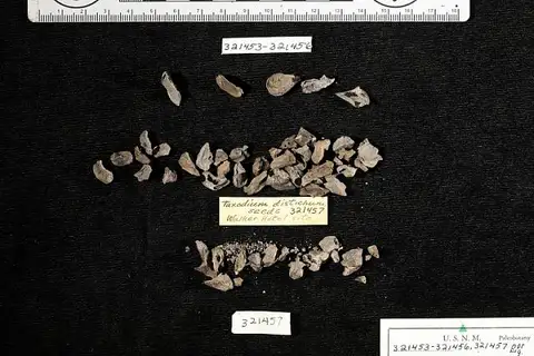 Dokumentasi USNM PAL321457 dengan identifikasi pada sumber Taxodium distichum. Isi dan label gambar dipertahankan.
