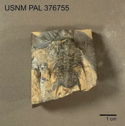 Dokumentasi USNM PAL376755 dengan identifikasi pada sumber Albertella helena. Isi dan label gambar dipertahankan.