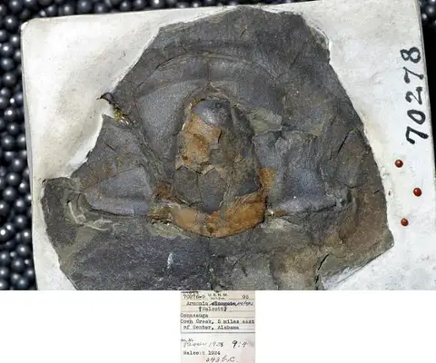 Dokumentasi USNM PAL70278 dengan identifikasi pada sumber Armonia pelops. Isi dan label gambar dipertahankan.