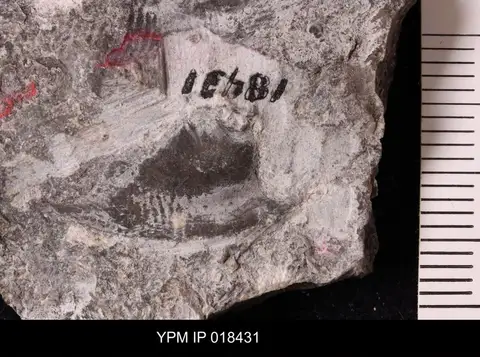 Dokumentasi YPM IP 018431 dengan identifikasi pada sumber Housia vacuna. Isi dan label gambar dipertahankan.