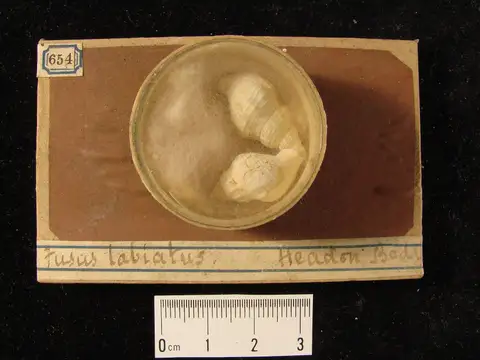 Dokumentasi YPM IP 302295 dengan identifikasi pada sumber Editharus labiatus. Isi dan label gambar dipertahankan.