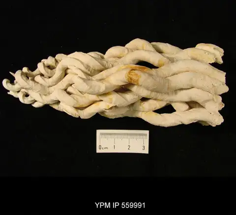 Dokumentasi YPM IP 559991 dengan identifikasi pada sumber Petaloconchus varians. Isi dan label gambar dipertahankan.