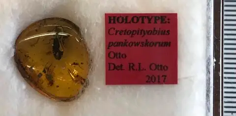 Dokumentasi USNM PAL700822 dengan identifikasi pada sumber Cretopityobius pankowskiorum. Isi dan label gambar dipertahankan.