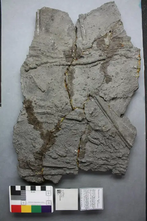 Dokumentasi PI E 67423 dengan identifikasi pada sumber Pentacrinites fossilis. Isi dan label gambar dipertahankan.