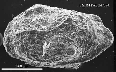 Dokumentasi USNM PAL247724 dengan identifikasi pada sumber Neomonoceratina helvetica. Isi dan label gambar dipertahankan.