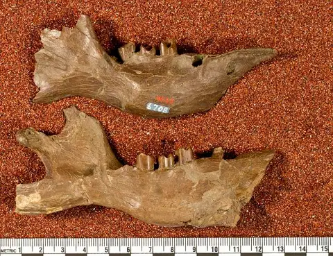 Dokumentasi USNM V6708 dengan identifikasi pada sumber Hapalops grandaevus. Isi dan label gambar dipertahankan.