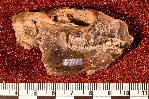 Dokumentasi USNM V6711 dengan identifikasi pada sumber Interatherium excavatum. Isi dan label gambar dipertahankan.