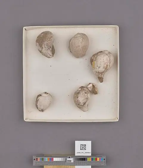 Dokumentasi USNM PAL669912 dengan identifikasi pada sumber Ficus modesta. Isi dan label gambar dipertahankan.