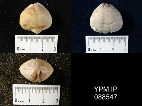 Dokumentasi YPM IP 088547 dengan identifikasi pada sumber Meristina obtusa. Isi dan label gambar dipertahankan.