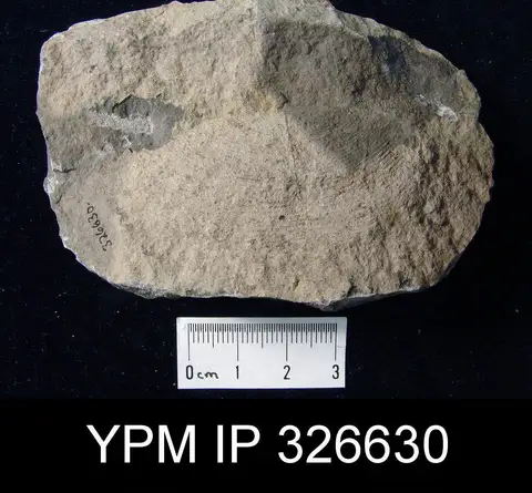 Dokumentasi YPM IP 326630 dengan identifikasi pada sumber Isogramma millepunctata. Isi dan label gambar dipertahankan.