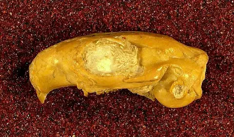 Dokumentasi USNM PAL256584 dengan identifikasi pada sumber Cedromus wilsoni. Isi dan label gambar dipertahankan.