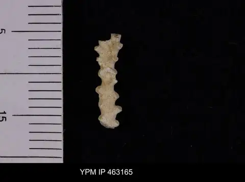 Dokumentasi YPM IP 463165 dengan identifikasi pada sumber Fusulina cylindrica. Isi dan label gambar dipertahankan.