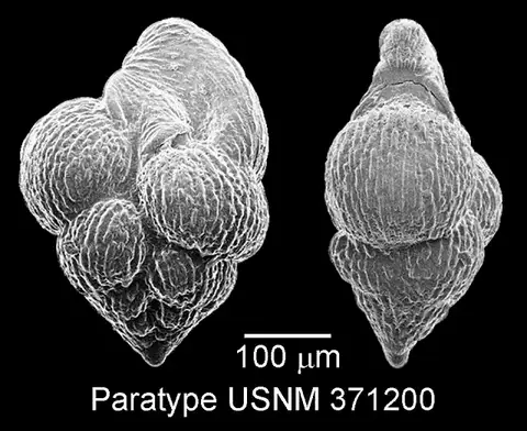 Dokumentasi USNM PAL371200 dengan identifikasi pada sumber Pseudoguembelina palpebra. Isi dan label gambar dipertahankan.