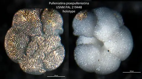 Dokumentasi USNM PAL219448 dengan identifikasi pada sumber Pulleniatina praepulleniatina. Isi dan label gambar dipertahankan.