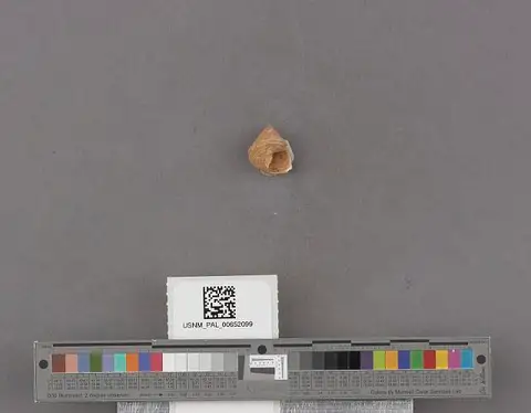 Dokumentasi USNM PAL652099 dengan identifikasi pada sumber Turcica caffea. Isi dan label gambar dipertahankan.