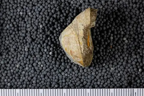 Dokumentasi USNM MO495763 dengan identifikasi pada sumber Calyptraea inornata. Isi dan label gambar dipertahankan.