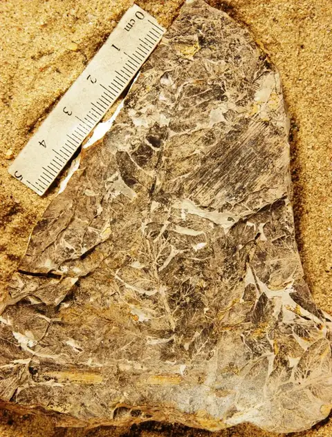 Dokumentasi YPM PB 001116 dengan identifikasi pada sumber Cladophlebis kurtzi. Isi dan label gambar dipertahankan.