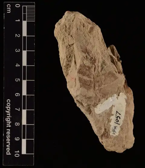 Dokumentasi YPM PB 001057 dengan identifikasi pada sumber Cladophlebis johnstoni. Isi dan label gambar dipertahankan.