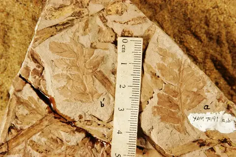 Dokumentasi YPM PB 007491.A dengan identifikasi pada sumber Cladophlebis wielandi. Isi dan label gambar dipertahankan.