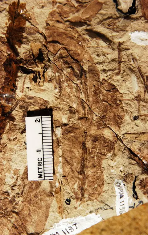Dokumentasi YPM PB 001137.A dengan identifikasi pada sumber Sagenopteris longicaulis. Isi dan label gambar dipertahankan.